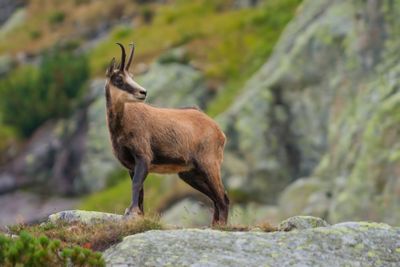 A new hybrid approach for MHC genotyping: high-throughput NGS and long read MinION nanopore sequencing, with application to the non-model vertebrate Alpine chamois (Rupicapra rupicapra)