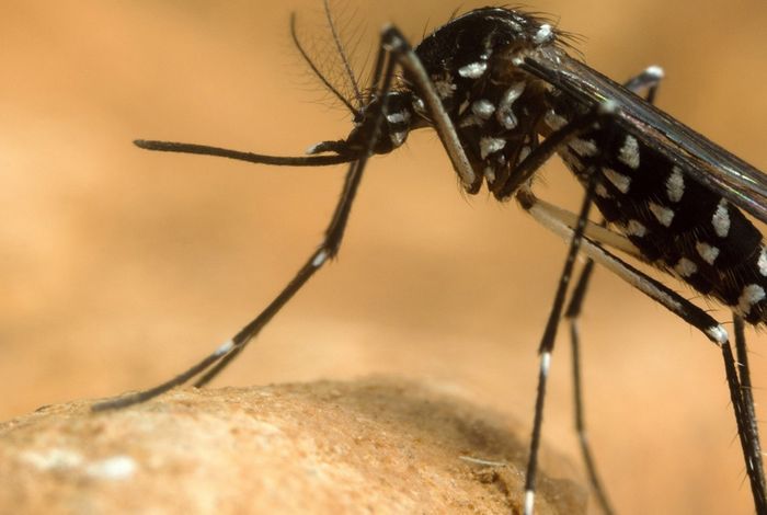 Continental-scale genomic surveillance of Plasmodium falciparum malaria with rapid nanopore sequencing