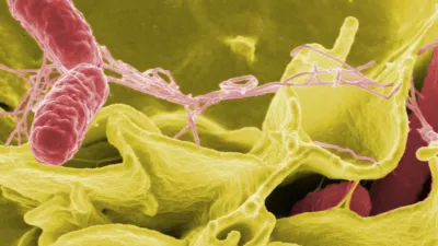 Rapid draft sequencing and real-time nanopore sequencing in a hospital outbreak of Salmonella