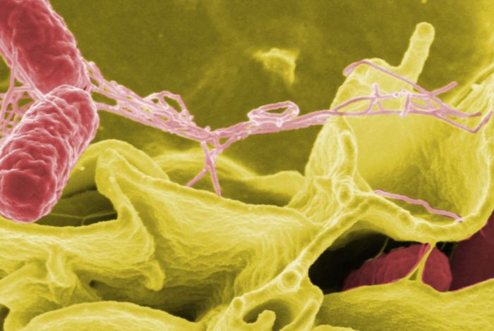 Rapid draft sequencing and real-time nanopore sequencing in a hospital outbreak of Salmonella
