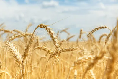 wheat ears in a field under a blue sky