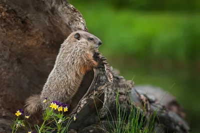 Marmota monax