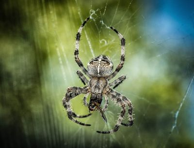 Spider on a web