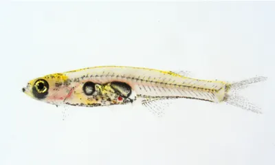 danionella translucida male adult fish