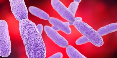 Klebsiella pneumoniae