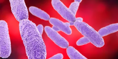 Klebsiella pneumoniae