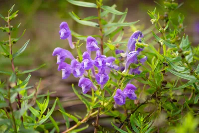 Scutellaria baicalensis
