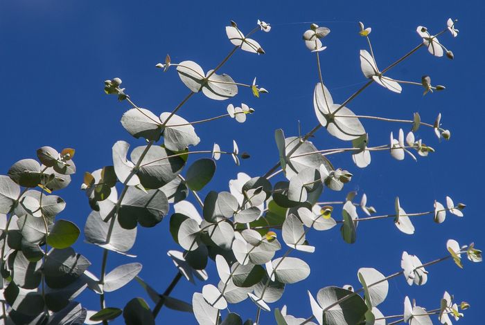 Haplogenome assembly reveals interspecific structural variation in Eucalyptus hybrids