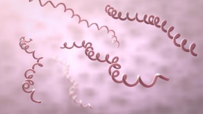 3d illustration of spirochete bacteria borrelia burgdorferi