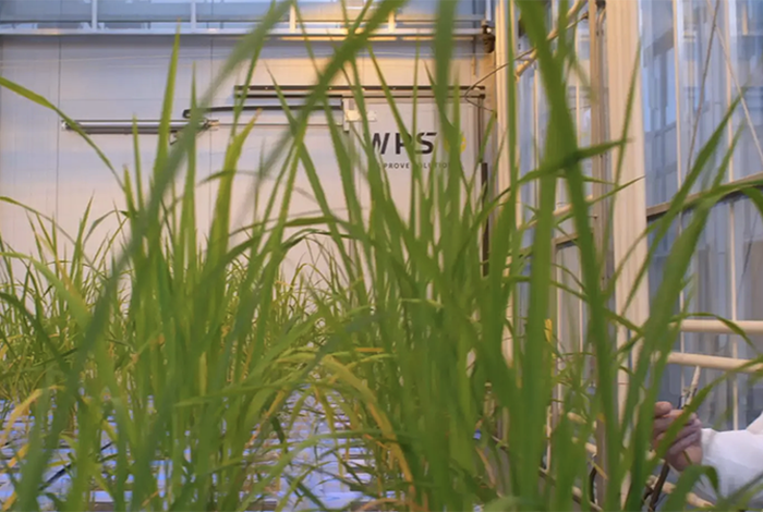 PromethION in action at KeyGene