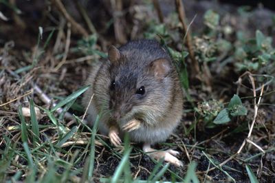 photograph of a rice rat