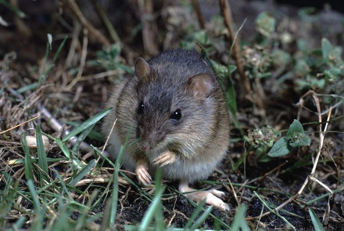 Rapid mitochondrial genome sequencing based on Oxford Nanopore sequencing and a proxy for vertebrate species identification