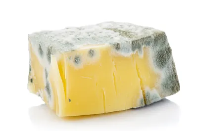 Mouldy cheese