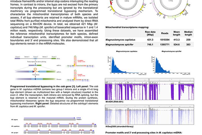 Mapping the yeast mitochondrial transcriptomes by direct RNA sequencing