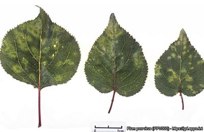 Nanopore sequencing as a surveillance tool for plant pathogens in plant and insect tissues