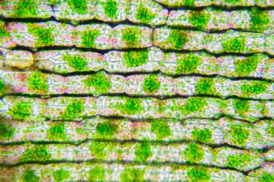 chloroplasts under a light microscope