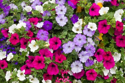 photograph of petunia flowers