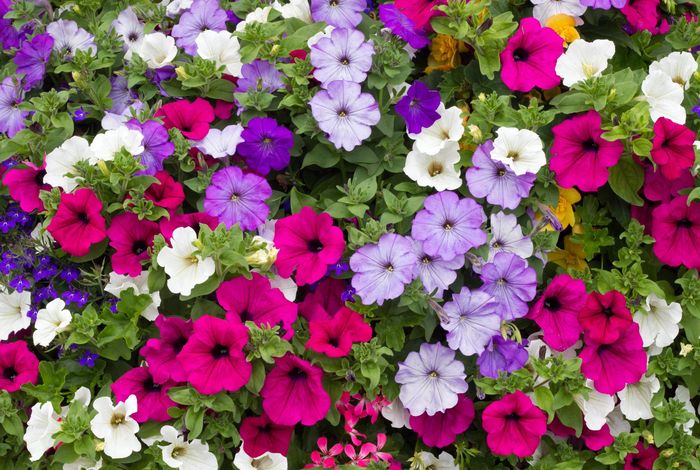 MinION sequencing technology to characterize unauthorized GM petunia plants circulating on the European Union market