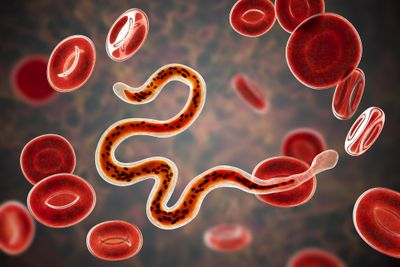 3d illustration of Brugia malayi nematode surrounded by red blood cells