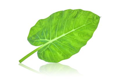 Taro-leaf