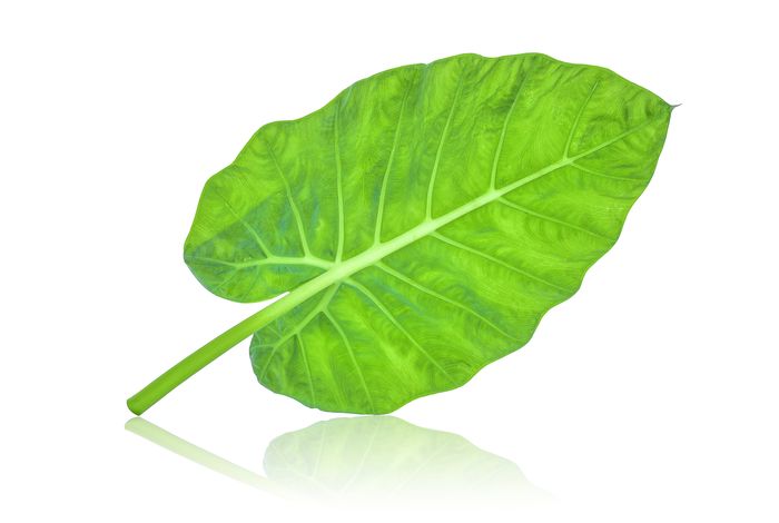 Taro genome assembly and linkage map reveal QTLs for resistance to taro leaf blight