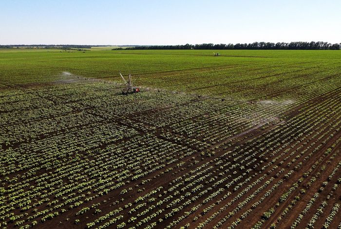 Rapid whole genome and plasmid sequencing of foodborne pathogens