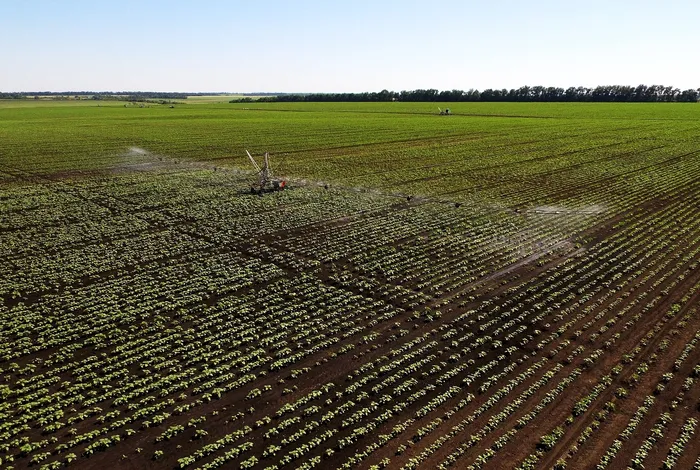 Rapid whole genome and plasmid sequencing of foodborne pathogens