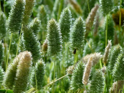 Setaria viridis