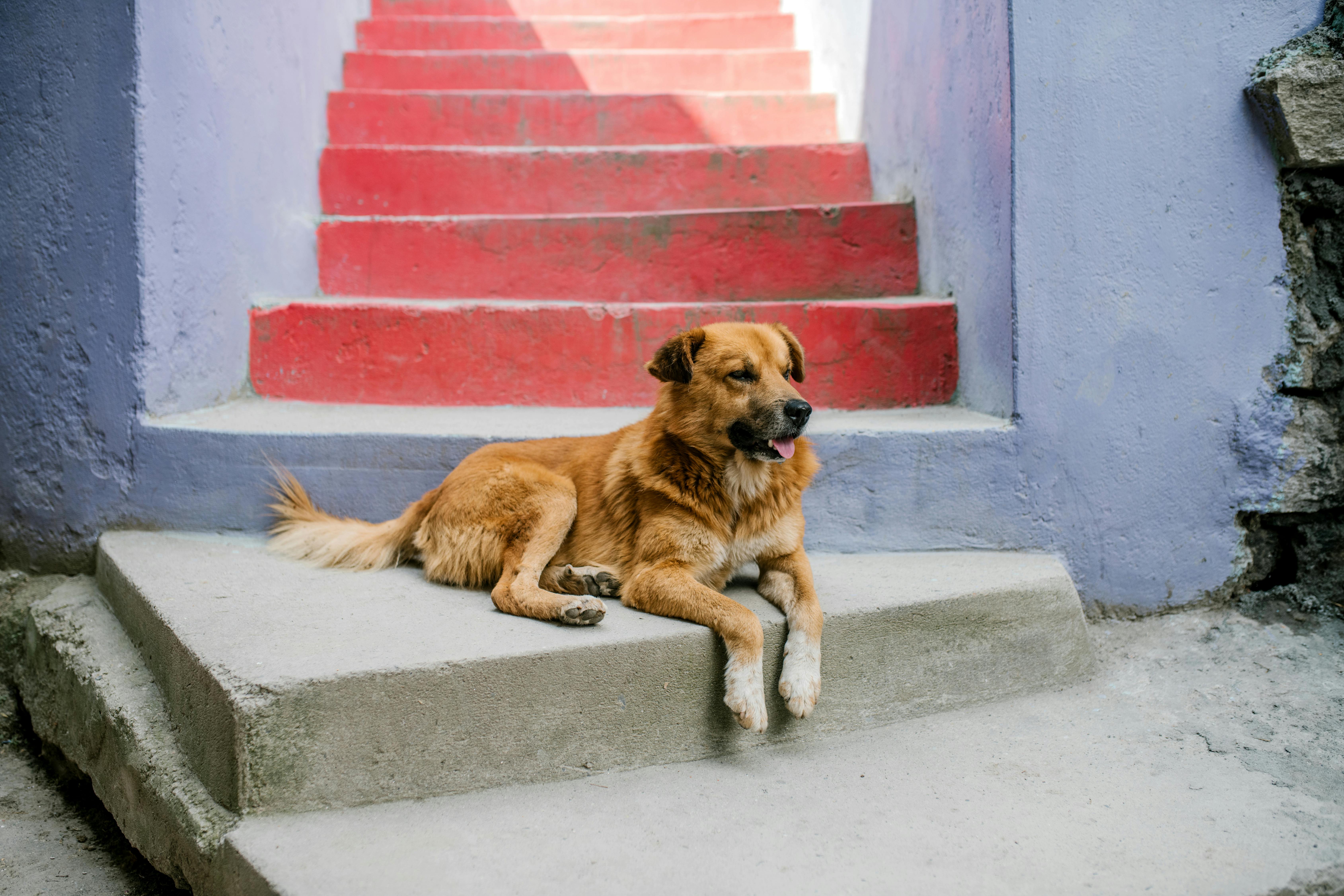 Foto von Julia Volk: https://www.pexels.com/de-de/foto/netter-hund-der-auf-bunten-treppen-auf-strasse-ruht-5205649/