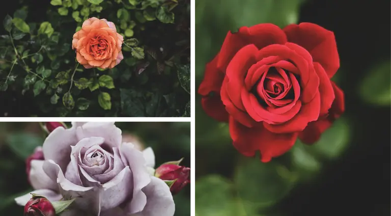 different examples of roses