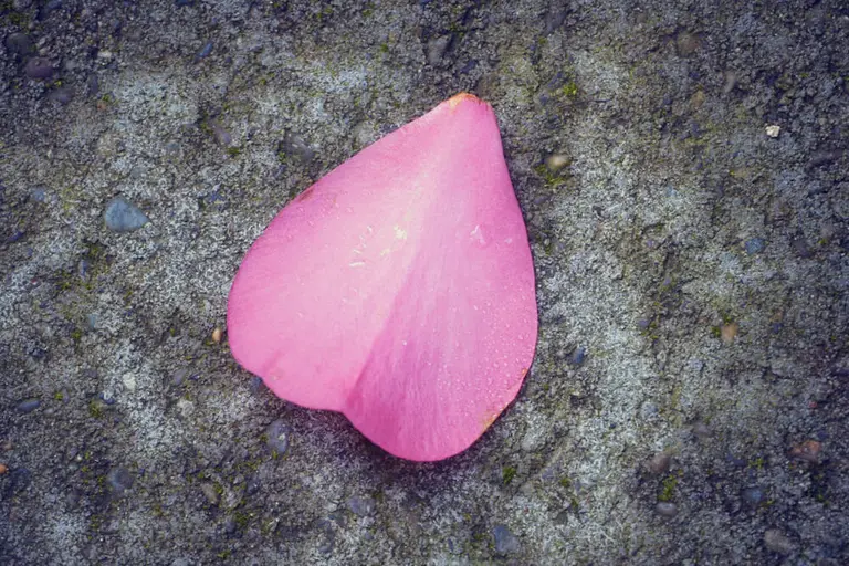 rose pink petal