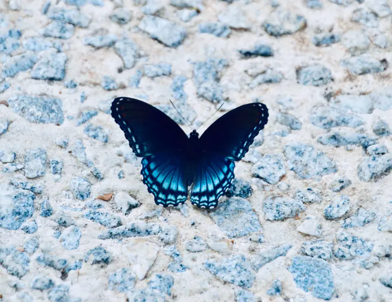 Dark blue butterfly symmetry