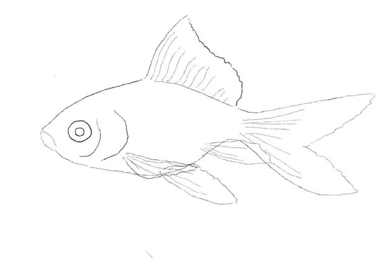Fish drawing