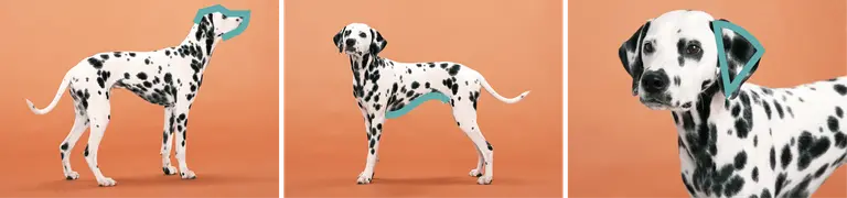 Photos of a Dalmatian dog with basic shapes highlighted