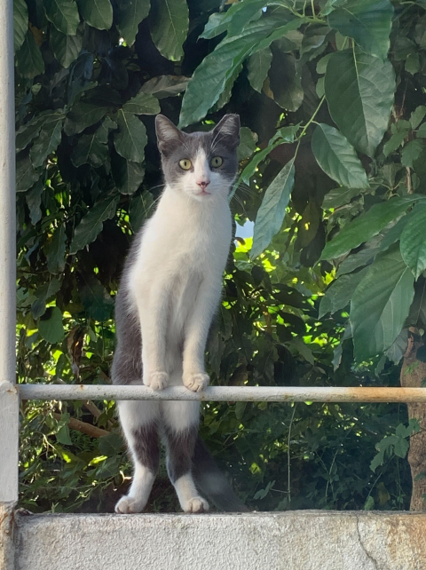 One of Voultrex's mascots. 