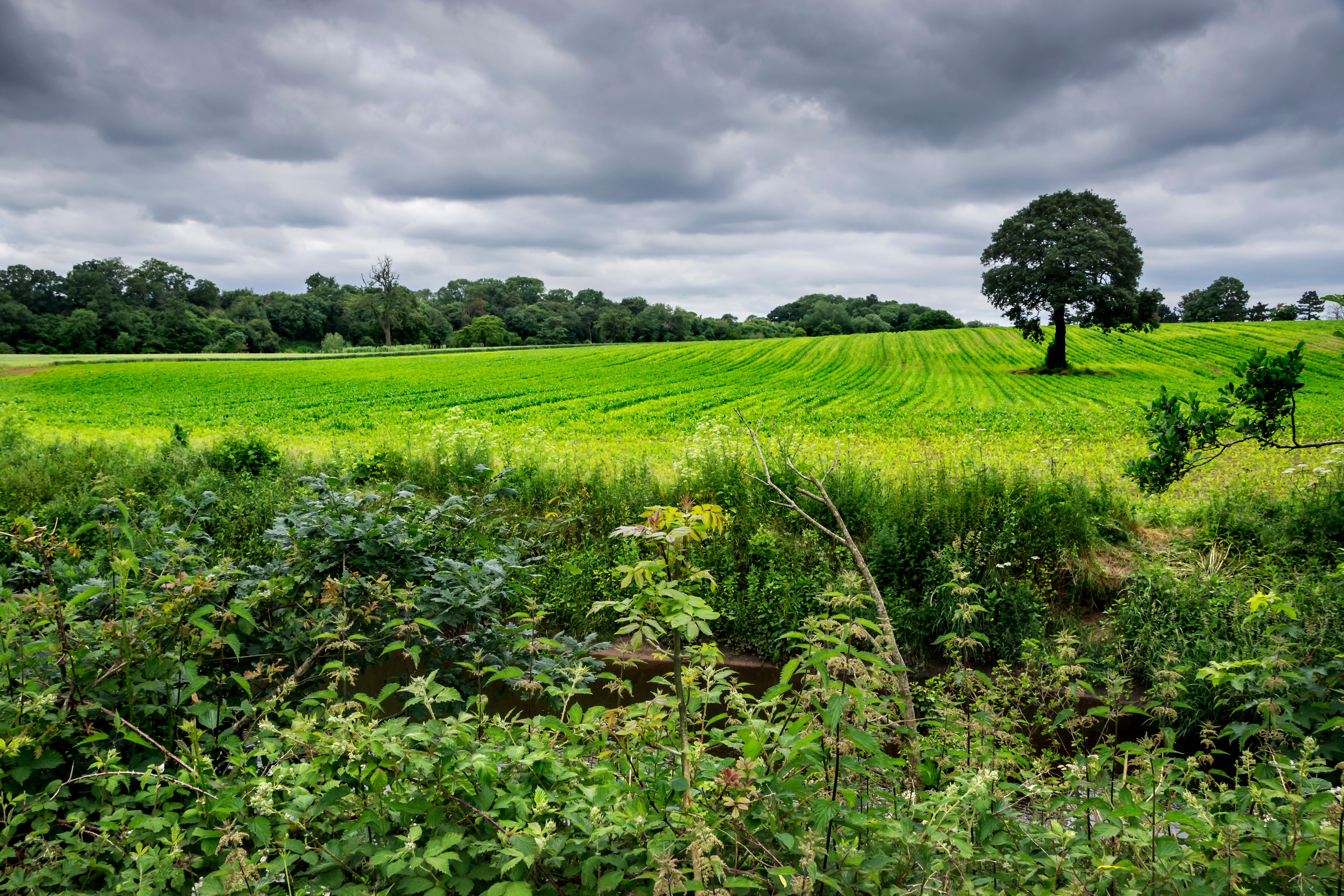 A hedgerow sitting in front of a field of green