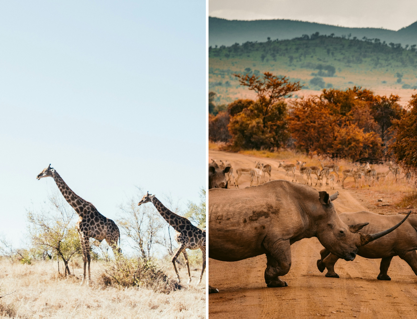 Prachtige dieren in het Krugerpark