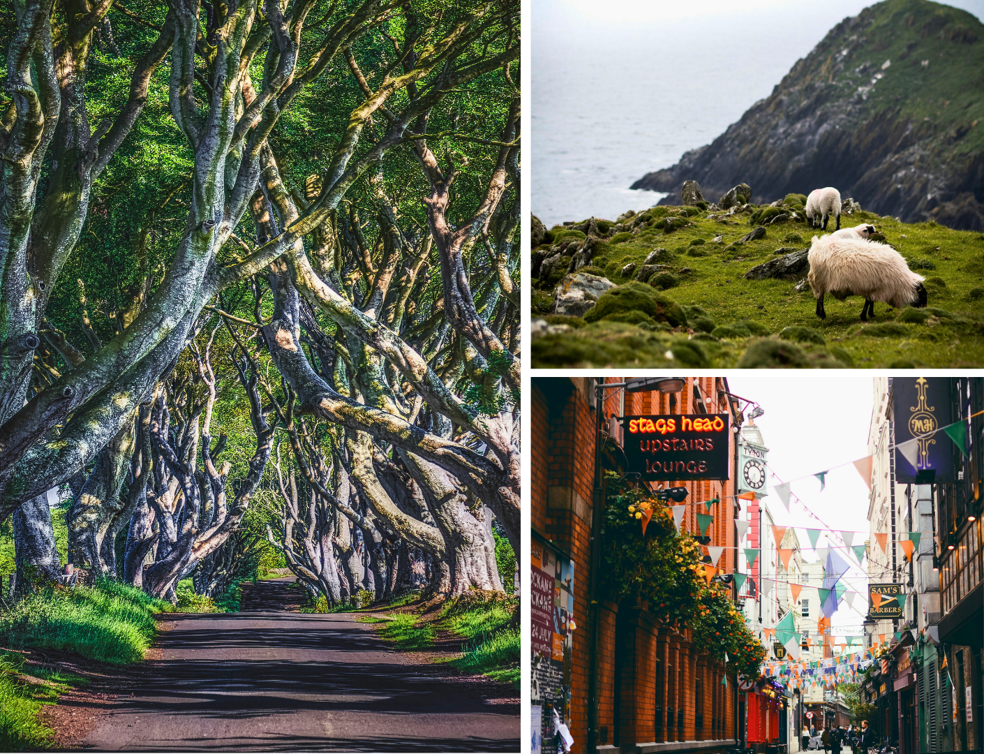 Laaghangende bomen en schaapjes die aan het grazen zijn. Drukke straten in de Dublin