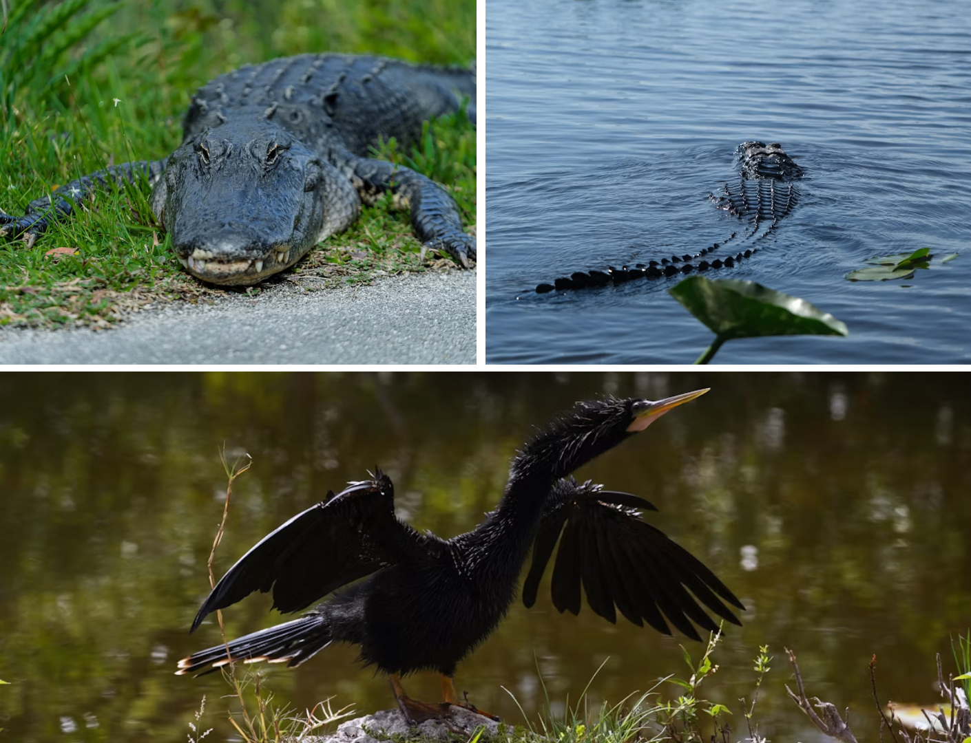 Everglades