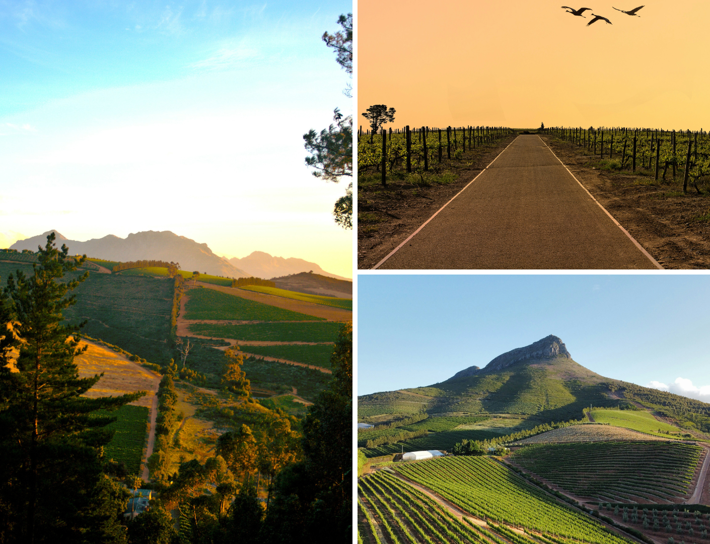 Prachtige wijnvelden in Stellenbosch