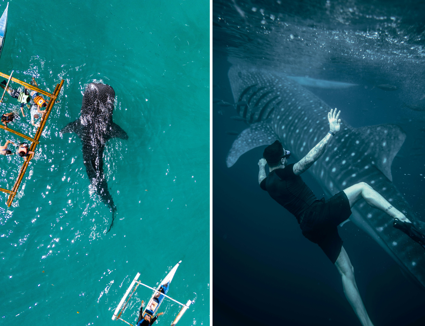 Zwemmen met walvishaaien