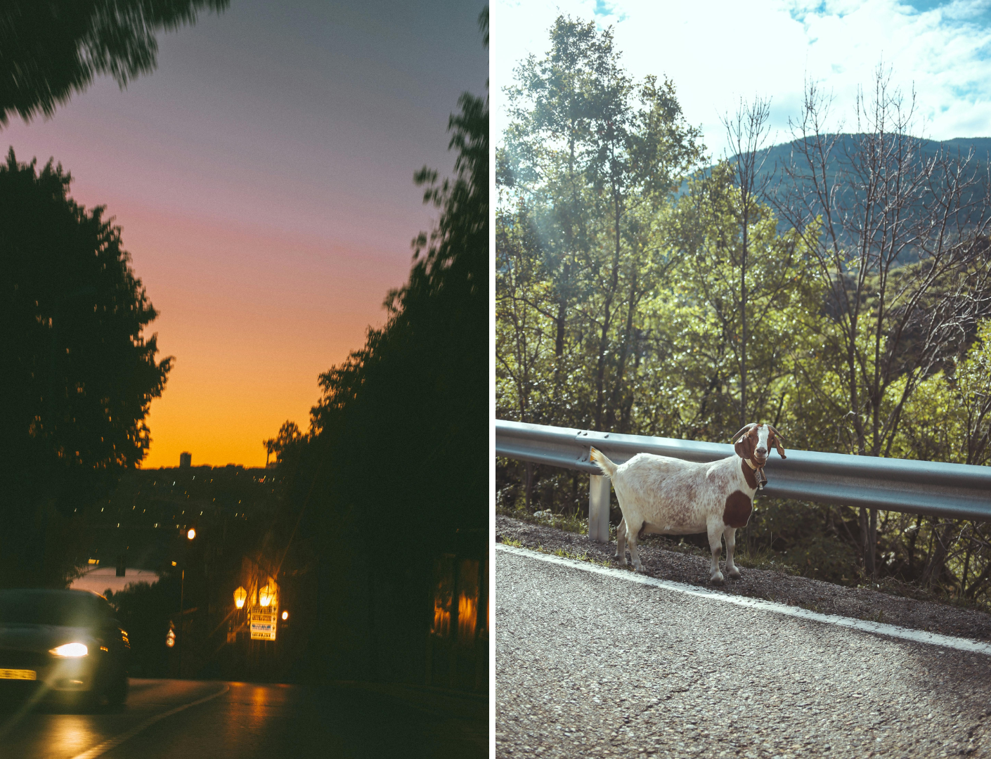 Mooi sunset op de weg en dieren op de weg