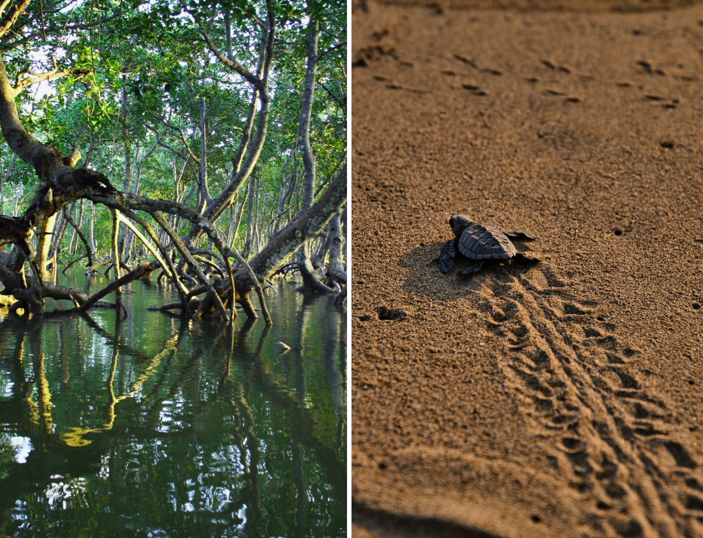 Mangroves en schildpadden in Tortuguero
