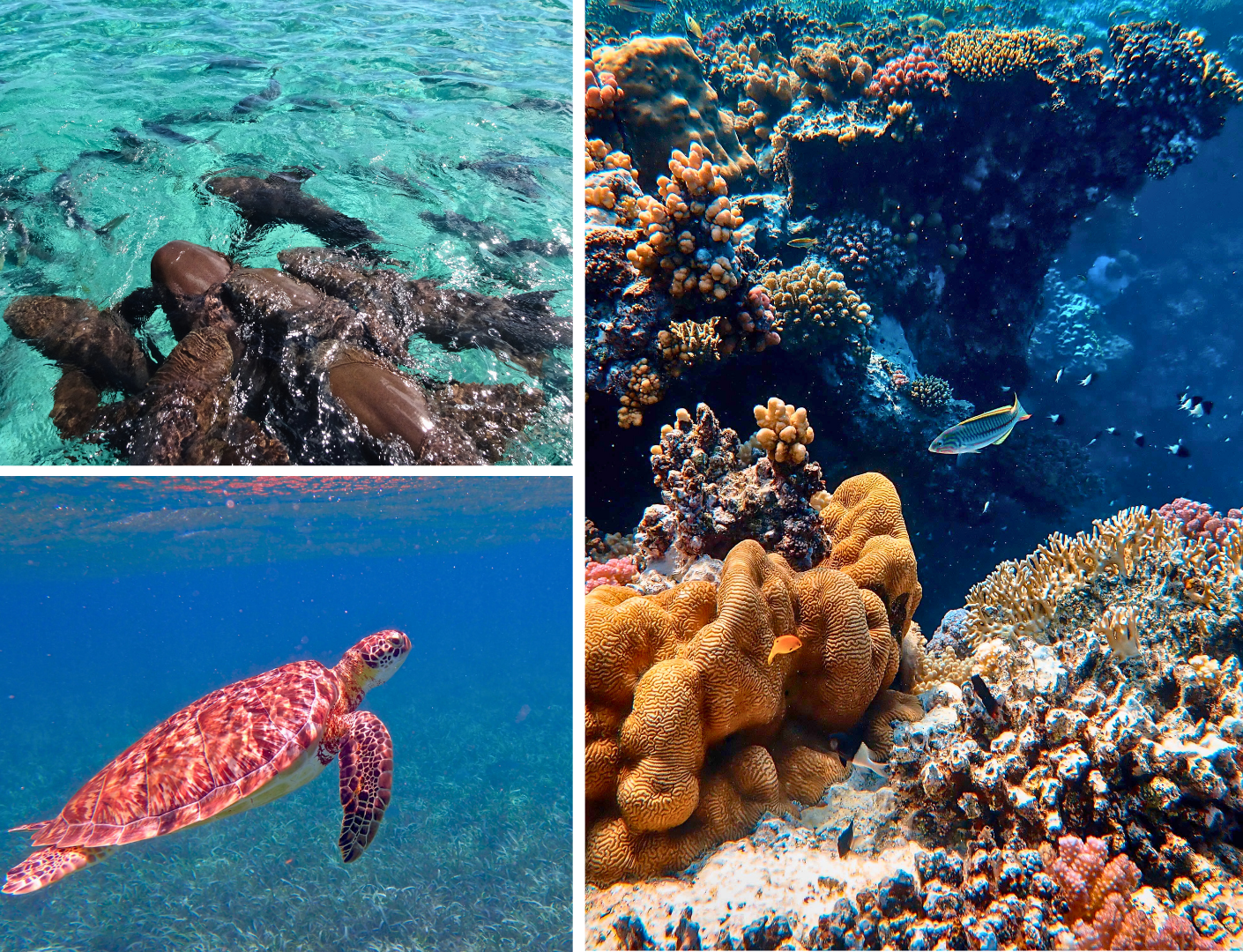 Hol Chan Marine Reserve