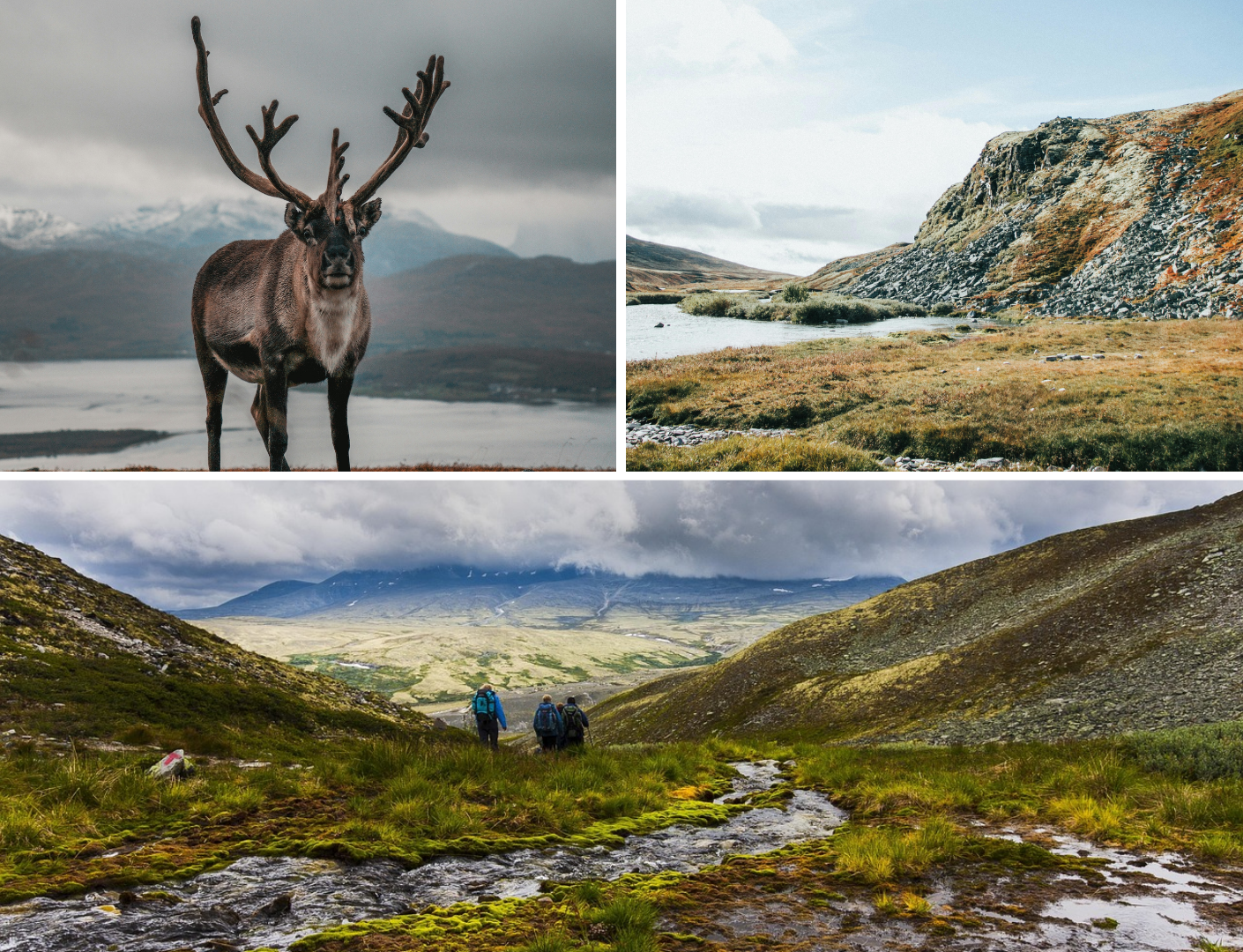 groene omgeving en eland