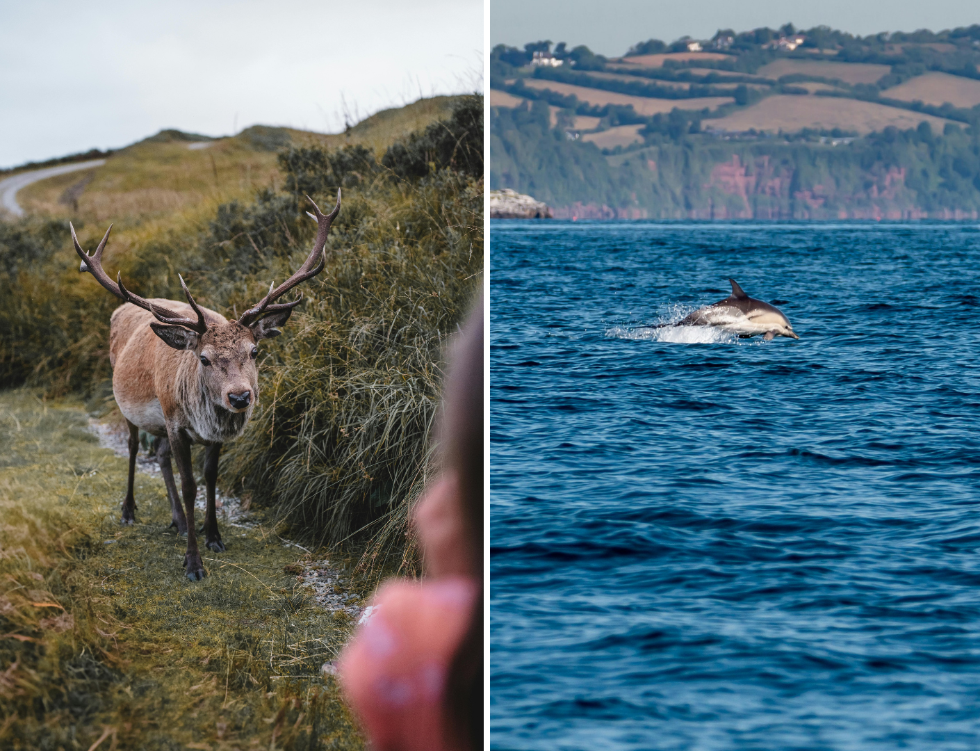 Prachtig hert en dolfijn