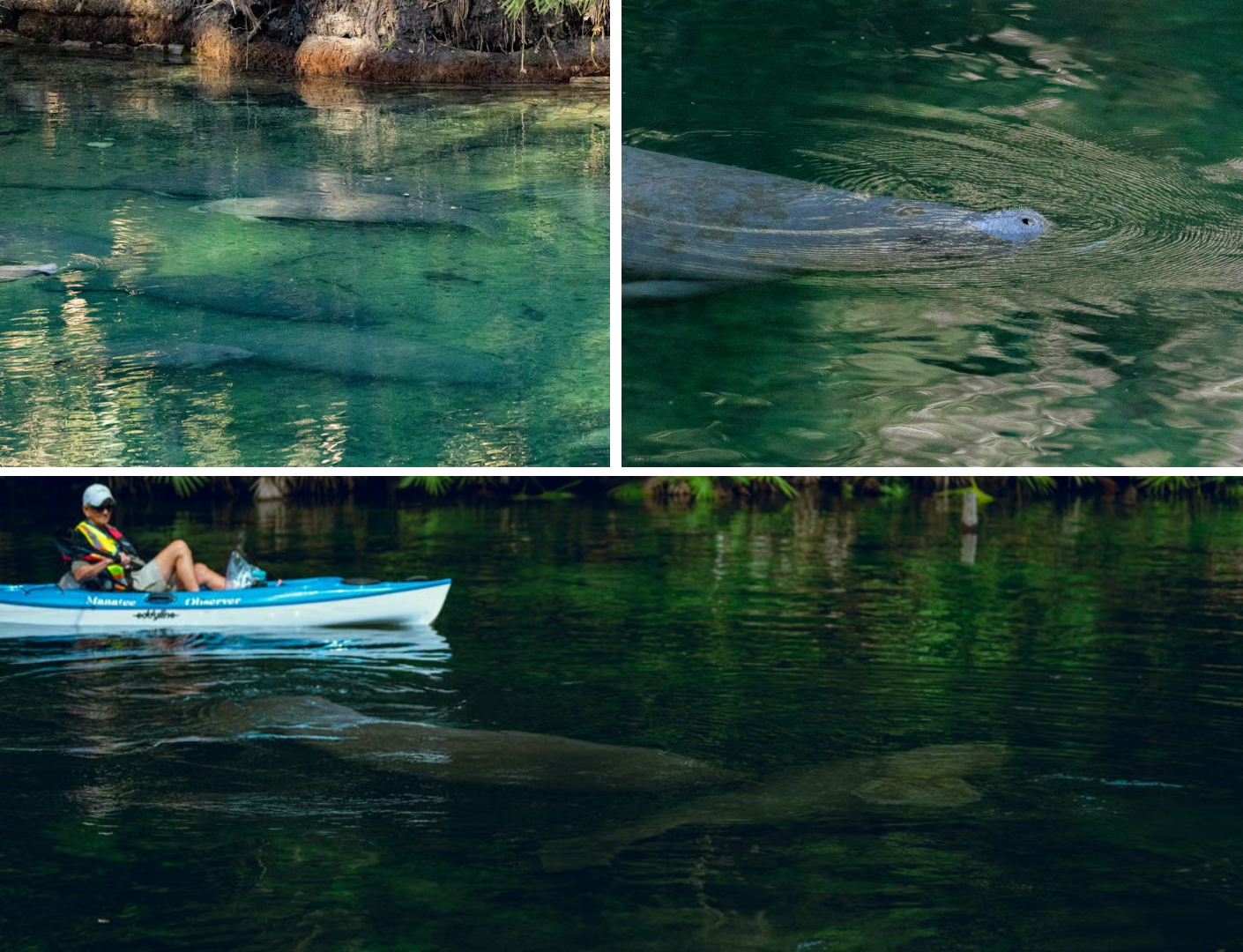 Manatees swimming in clear water; one manatee's face is visible near the surface. A person in a kayak watches them from above.