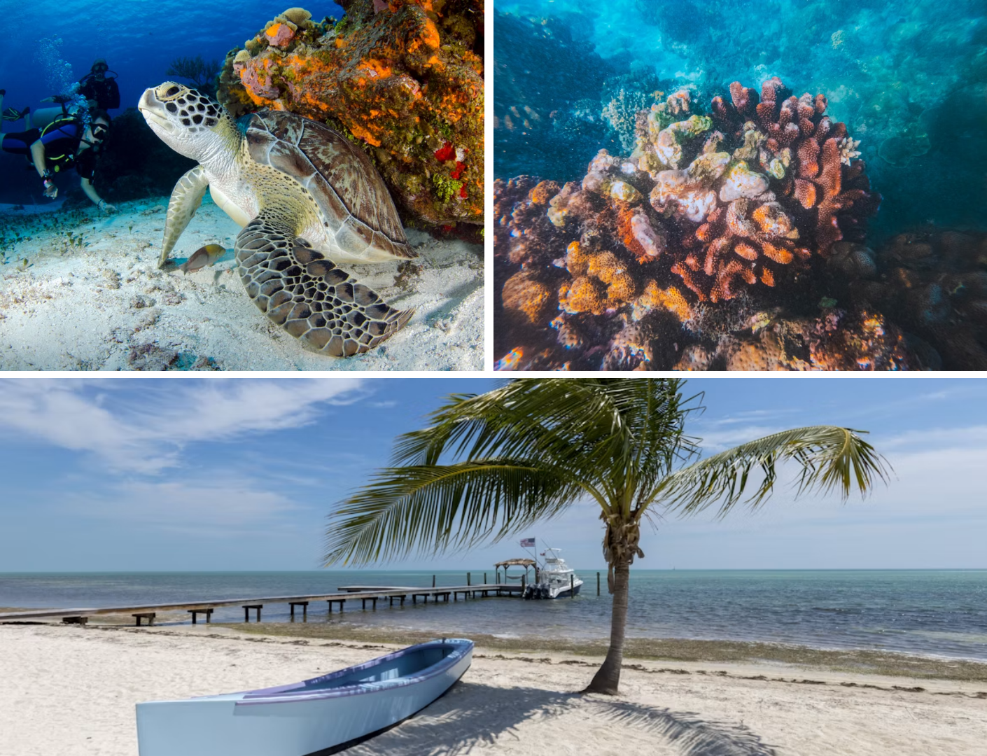 Diving scene with a turtle, colorful coral reef, and a beach with a boat and palm tree by the ocean.