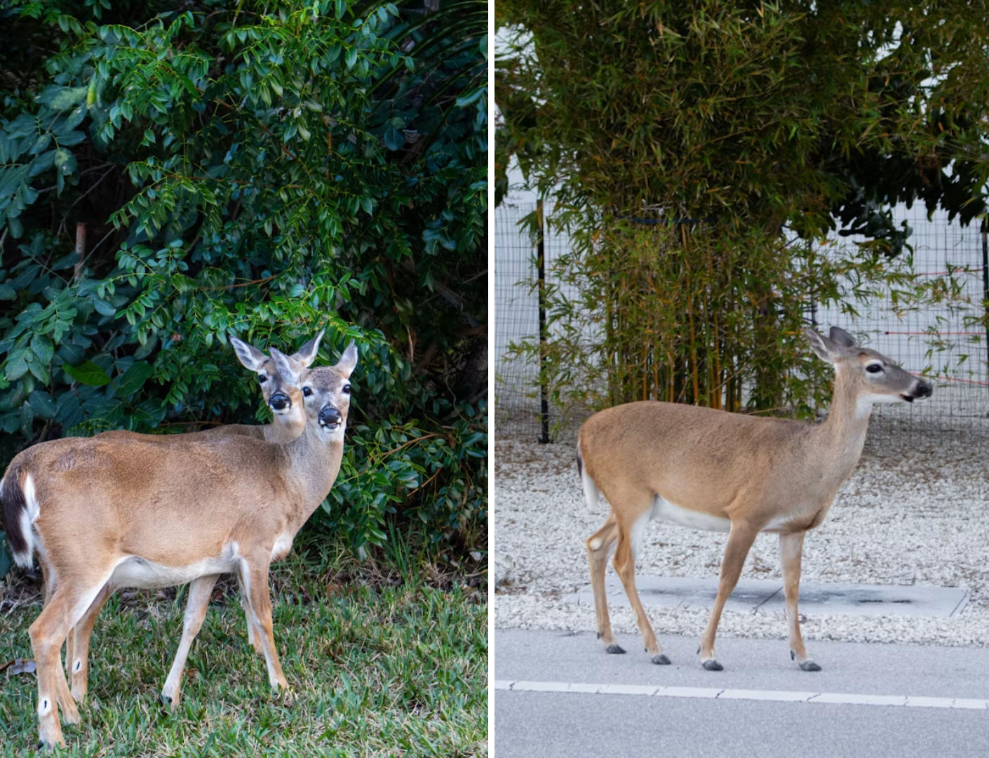 Two images of deer: one with a pair standing on grass against greenery, and another with a single deer on a gravel path near shrubs.