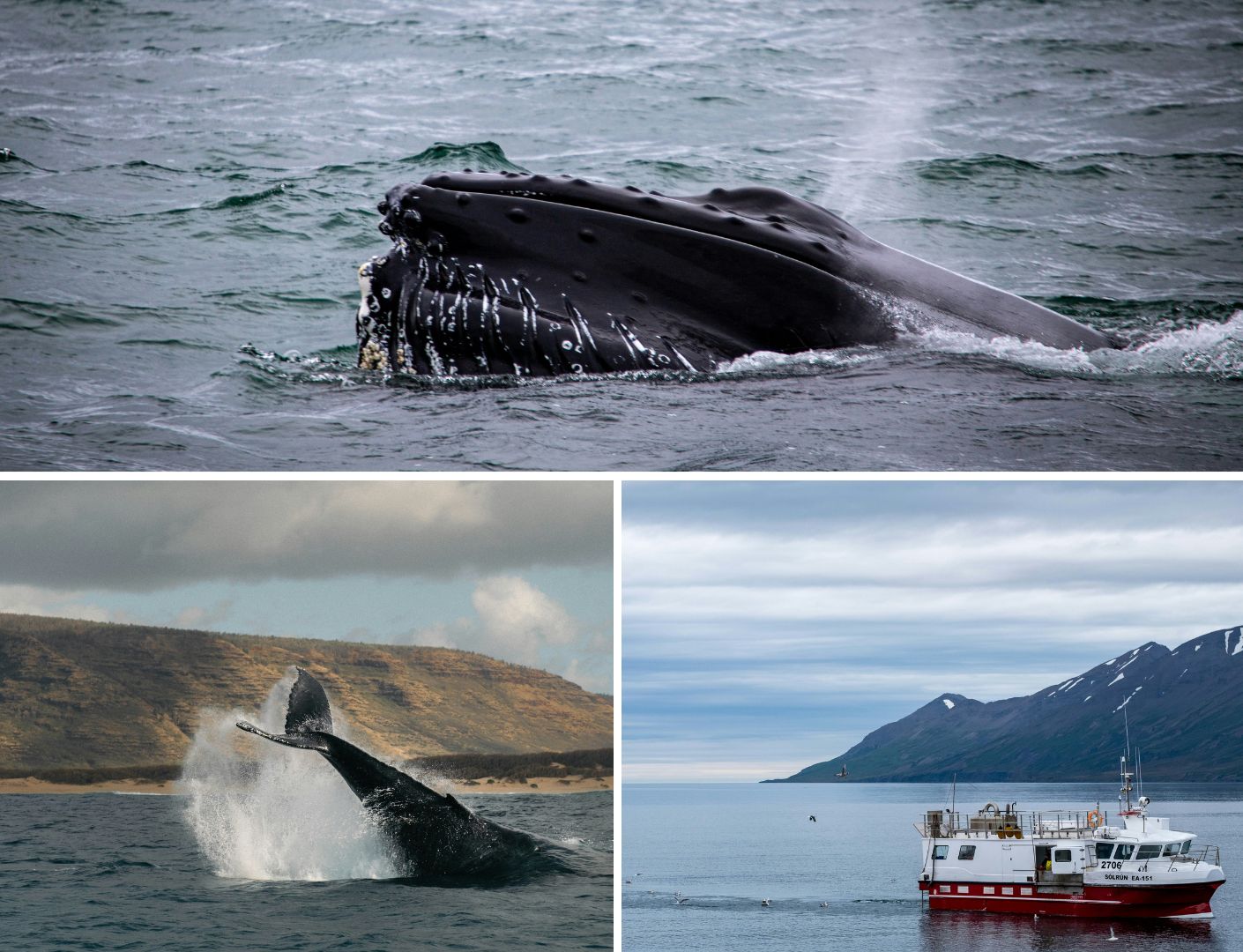 Prachtige walvissen spotten